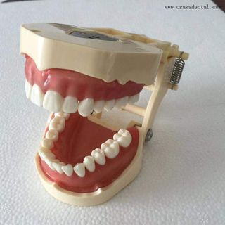Modelo de ensino ortodôntico odontológico que pode ser testado com microparafusos